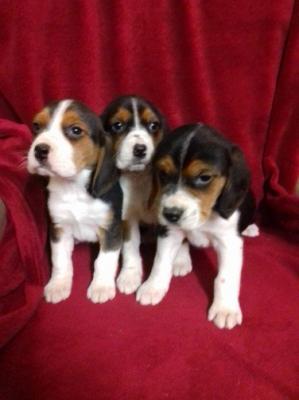 Wonderfully bred litter beagle ready now